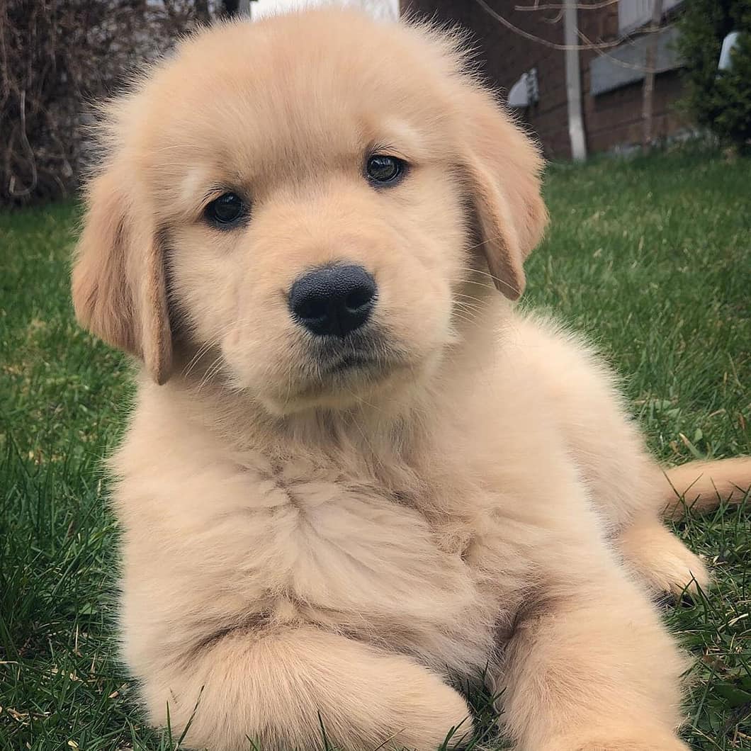 Dinomite🦖🧨 (@dinogodwhale) on Twitter photo 