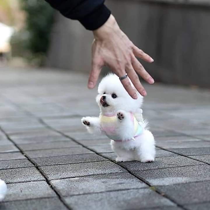 dinogodwhale's tweet image. 