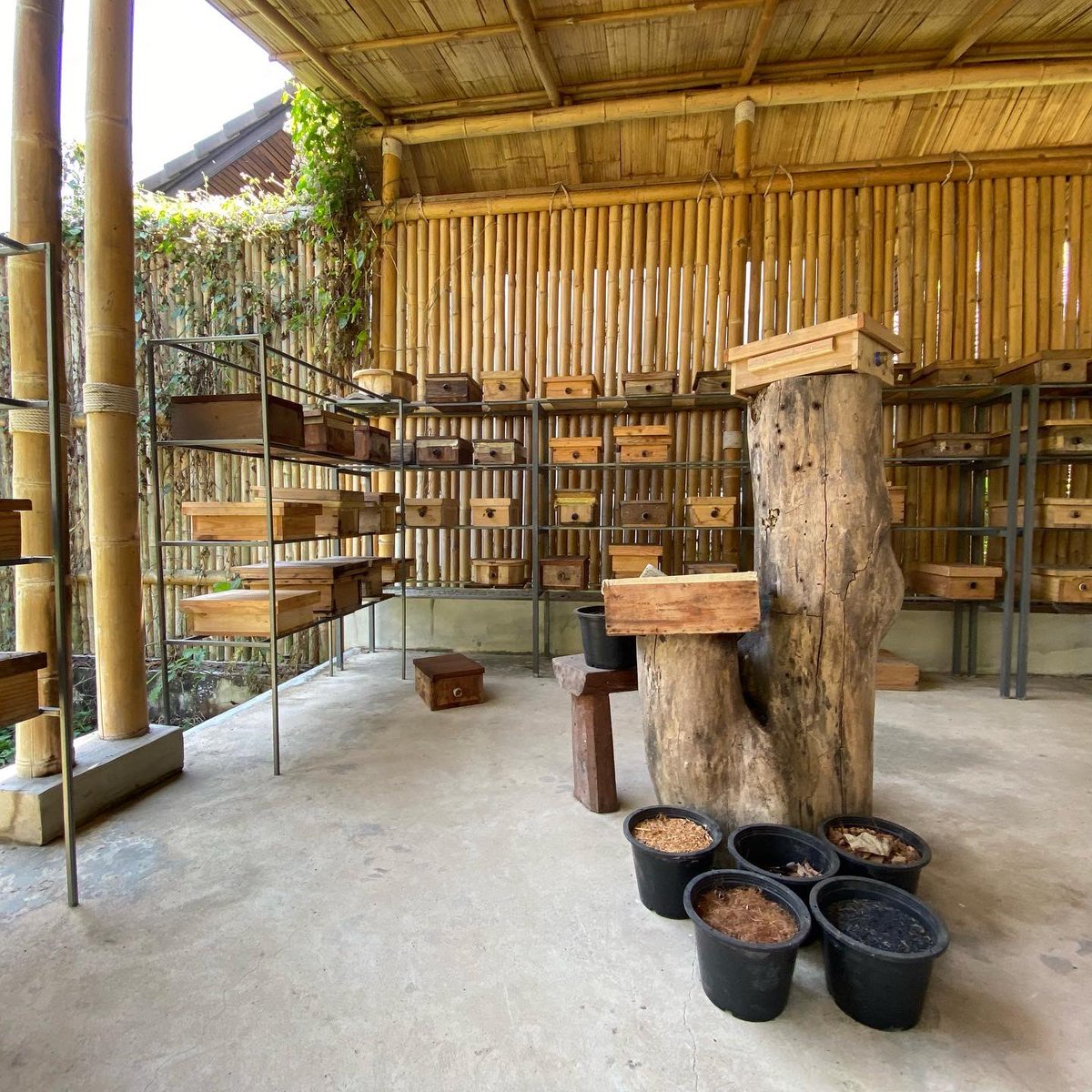 aceimage's tweet photo. “ผึ้ง” อีกหนึ่งตัวชี้วัดความสมดุลของธรรมชาติ @ Somdul Agroforestry Home สมุทรสงคราม 

#TOCAPlatform #OrganicTourism #ท่องเที่ยววิถีอินทรีย์ #ททท https://t.co/EGpEo5IsZQ