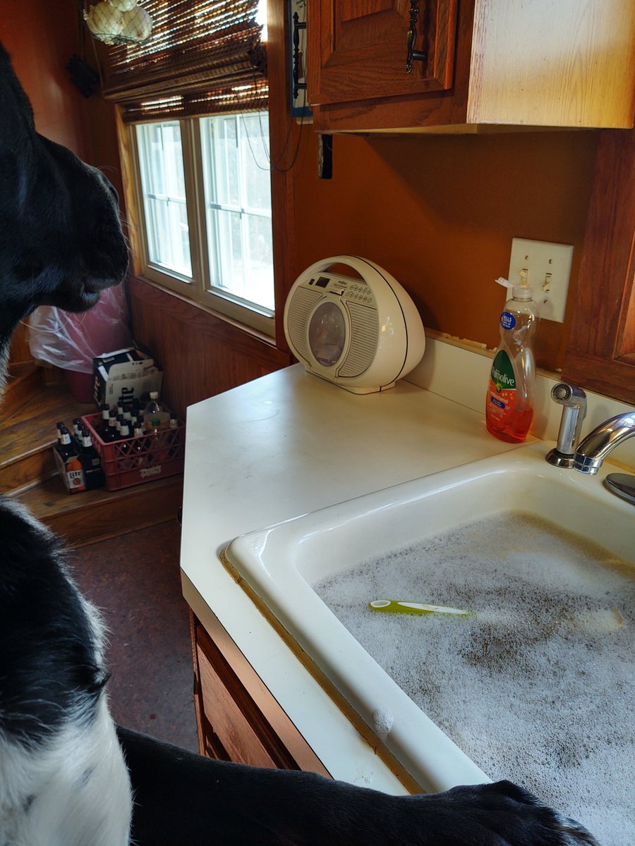 Long John Bungee and Kitty Bones (@bungeekitty) on Twitter photo Me helping hooMom do dishes. But also keeping an eye out da window for dem sneaky ZOMBS RaaAah! <a href="/ZombieSquadHQ/">ZombieSquadHQ💖💚🧡💚🩵©</a> #zshq Me helping hooMom do dishes. But also keeping an eye out da window for dem sneaky ZOMBS RaaAah! <a href="/ZombieSquadHQ/">ZombieSquadHQ💖💚🧡💚🩵©</a> #zshq