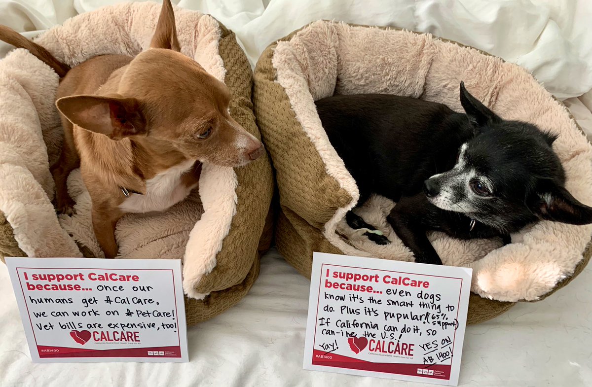 1alyssakang's tweet photo. These doggos know what’s up! 🐶🐾
#CalCare #AB1400 #PupsForCalCare #PetsForCalCare https://t.co/JbnYfK4n5r