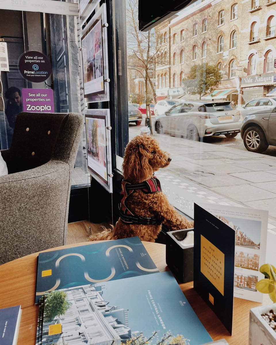Wait what, what do you mean the weekend is already over?! 🐶
.
#toypoodle #dogsofinstagram #poodlesofinstagram #weekend #LondonLife #instacuteness #MotivatioMonday #redtoypoodle #dogsinlondon #maidavale