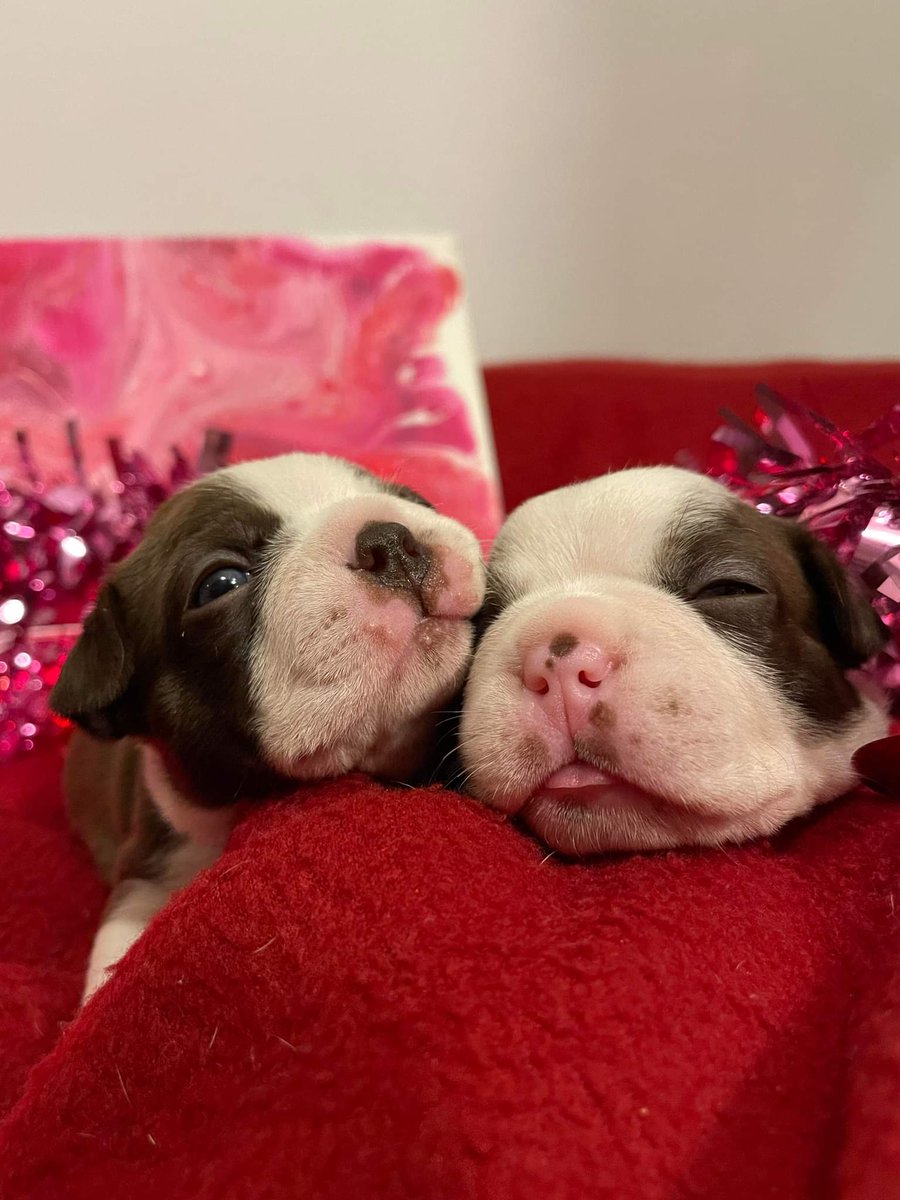 rebeccagilesaha's tweet photo. @brittanylynne8 We have Boston Terrier puppies that we named after Chiefs (&amp; their ladies): meet Mahomes and BrittanyLynne ❤ #gilesbostonbabies #ChiefsKingdom #chiefs https://t.co/paJQr7PY67