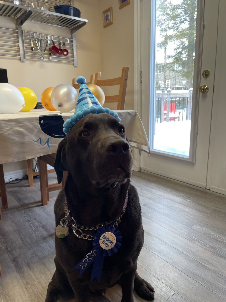 Enfield_NS_Rich's tweet photo. I’m 7 years old today #dogsoftwitter https://t.co/94tCuIjjiv