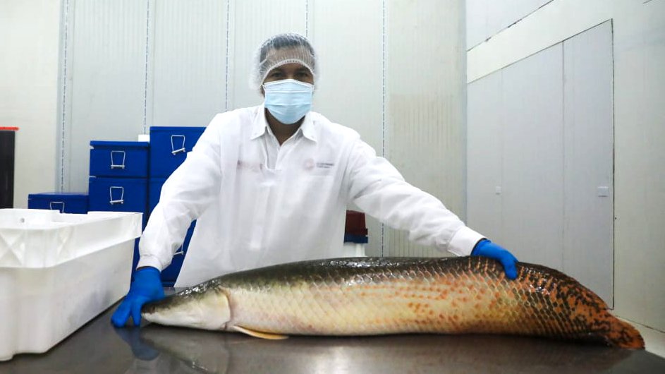 MINPRODUCCION's tweet photo. Como parte de su agenda de trabajo en #Ucayali, el ministro @JPradoPalomino visitó el CITEpesquero Amazónico Pucallpa del @ITPproduccion, instalación que ofrece asistencia técnica a la cadena productiva de la pesca en la región, especializada en especies amazónicas. https://t.co/dganoXUuw3