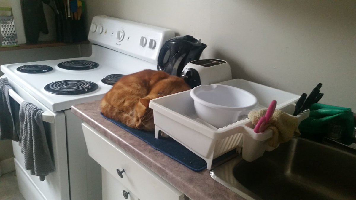 CatNotFrog's tweet image. 