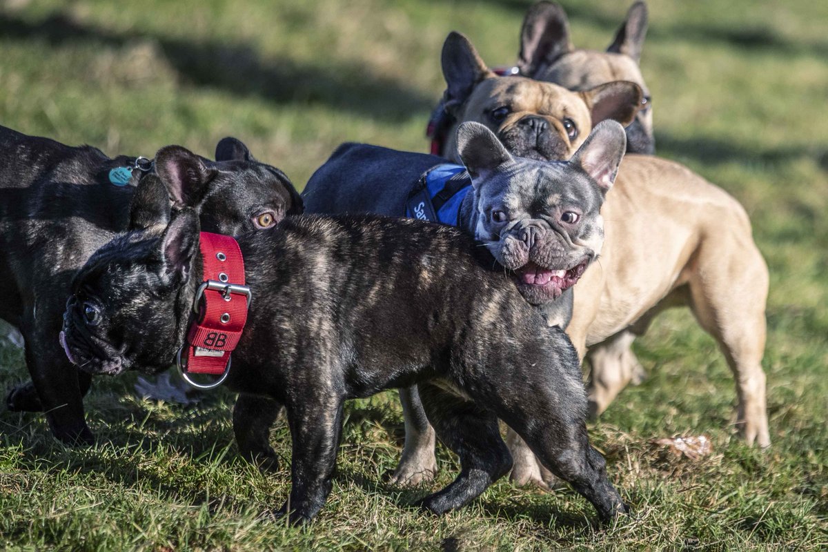 kirstypress's tweet photo. Last weekend was all about the Sausage's, this weekend, meet the Frenchies. I'd love it if there was a different breed walk every week. Let me know...🙏🏽😍🐶 https://t.co/g3SrZfLW4y