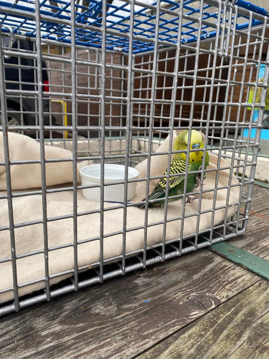 WestRidingLRR's tweet photo. If anyone has lost a pet bird in #Dewsbury #WF13 #WF12 we have it at the West.. https://t.co/DAWG2XgGBQ