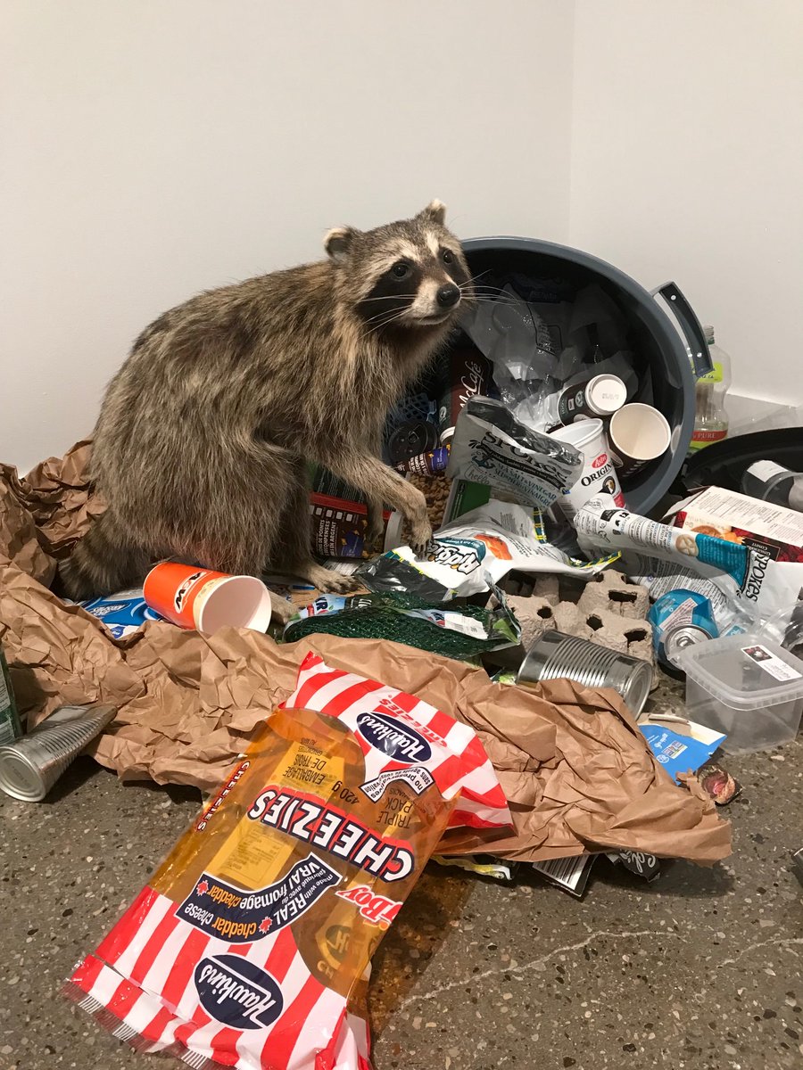 Leila_Armstrong's tweet photo. Detail of raccoon piece in exhibition "Burrows &amp; Bungalows" @CasaLethbridge. #yql #art #raccoon #taxidermy #CasaArtsCentre #backyardwilderness https://t.co/bNmeH1LR4F