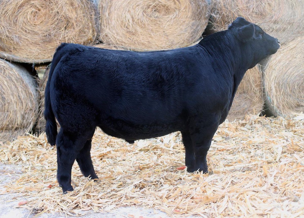 CattleRadke's tweet photo. Check out ANLZ Honky Tonk Man 56H at the @bhstockshow He sells Feb. 4!
@RadkeAmanda 
#blackhillsstockshow #limousincattle #limousinproud https://t.co/O43hgkB6lH