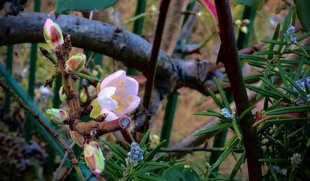 David_Maberga's tweet photo. Meanwhile, here on the mountainside in Liguria, the almond tree has begun to blossom. Spring springing. https://t.co/ZpbcvPSi82
