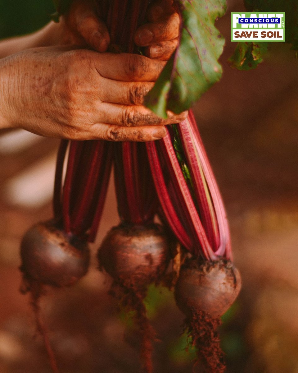 cpsavesoil's tweet photo. Food is life. Life is soil.
#SaveSoil #ConsciousPlanet
https://t.co/hXgdkyNtJ5 https://t.co/X3bTIdRbx3
