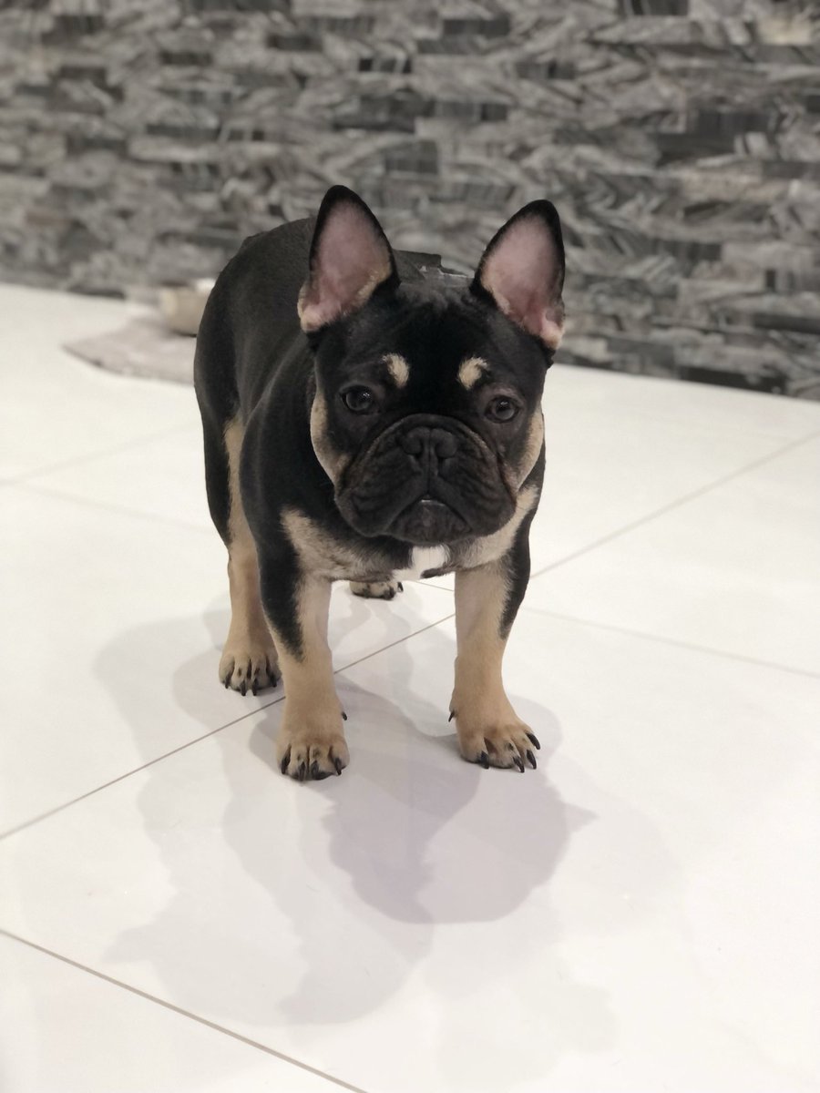 Our newest member to the Hind household ❤️ #presley #frenchbulldog xx