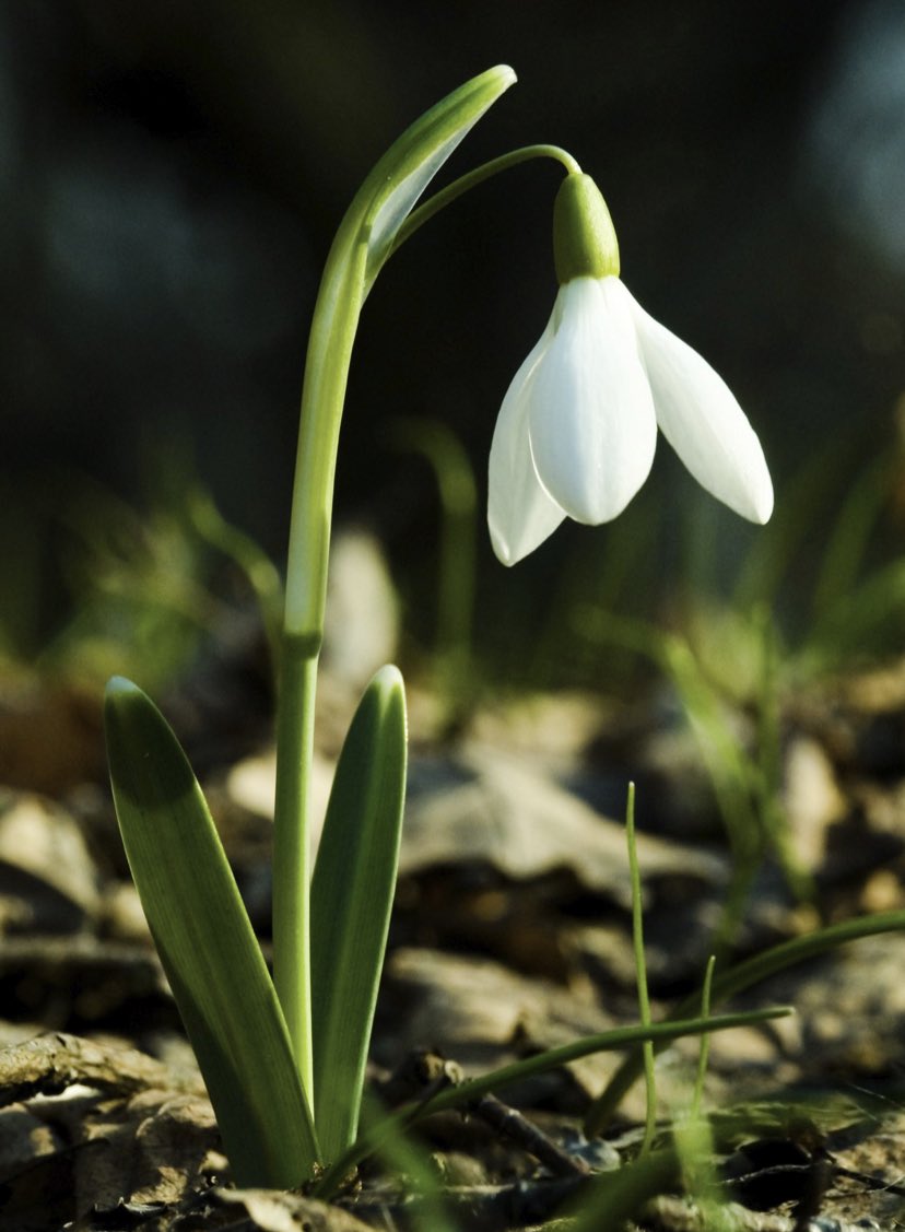 TrueColourswith's tweet image. Snowdrops appearing in my dad’s garden today! Only 7 weeks until Spring! Where did January go? #snowdrop #firstsignofspring