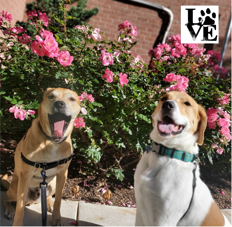 Philly Paws & Claws (@phillypawsclaws) / Posts / X