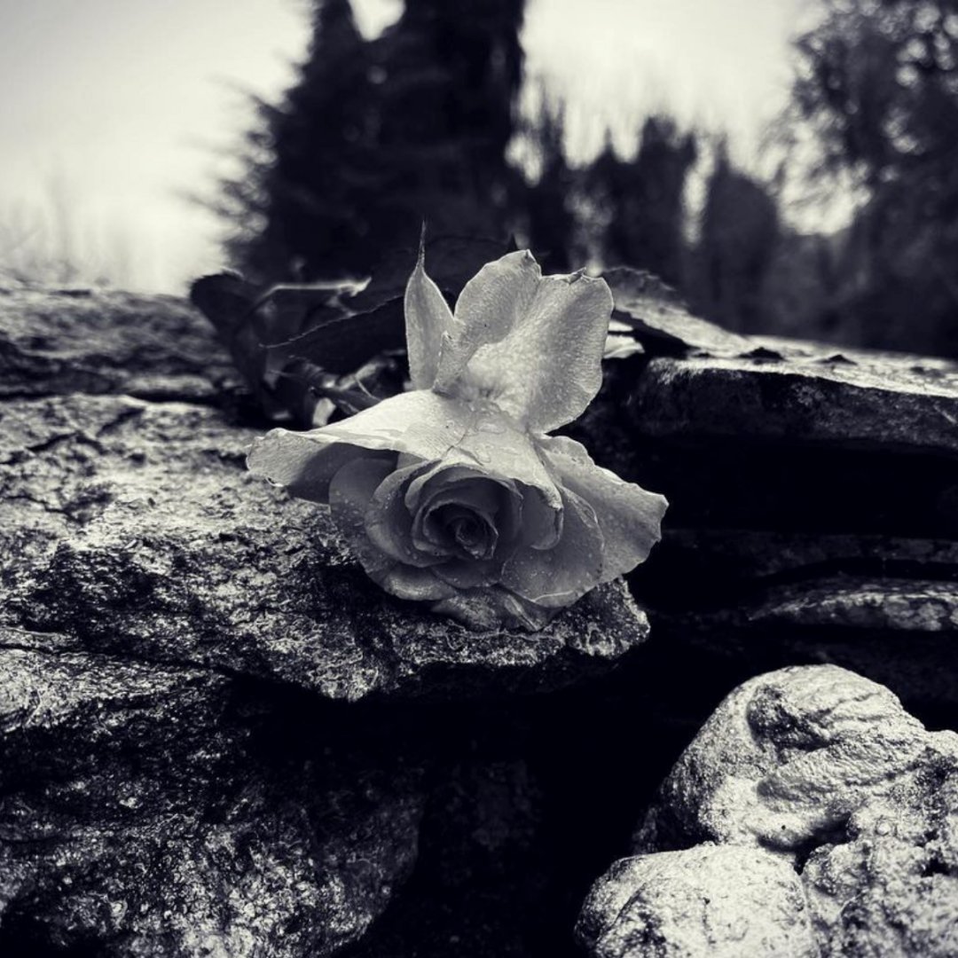 DiscoverGlos's tweet photo. 🙏 Thanks for the tag @nukpana_ 📸
"🥀🖤 "
📍Prinknash Abbey - a wonderful place to explore!
This looks like the final shot of a black & white film! 😍 Love it!
#VisitGlosUK #PrinknashAbbey #YourCotswolds #DiscoverCotswolds #Gloucestershire #IgersGlos #DiscoverGloucestershire https://t.co/aUGgzL4MiV