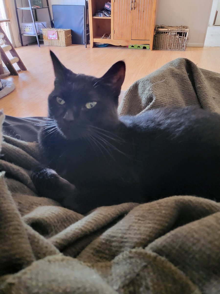 DruidCraftProps's tweet image. Cheech has claimed the wool blanket lap space.
#voidkitty