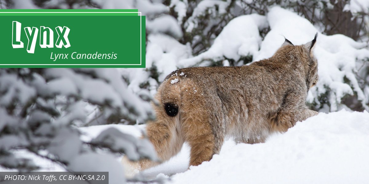 CPAWSNAB's tweet photo. This week's #speciesSunday: The #Lynx, a feline that easily moves through snow with its snowshoe-like paws, while stalking for snowshoe hares. That might be a record for the amount of times you can put the word #snow in a tweet https://t.co/ae4a3woKM0