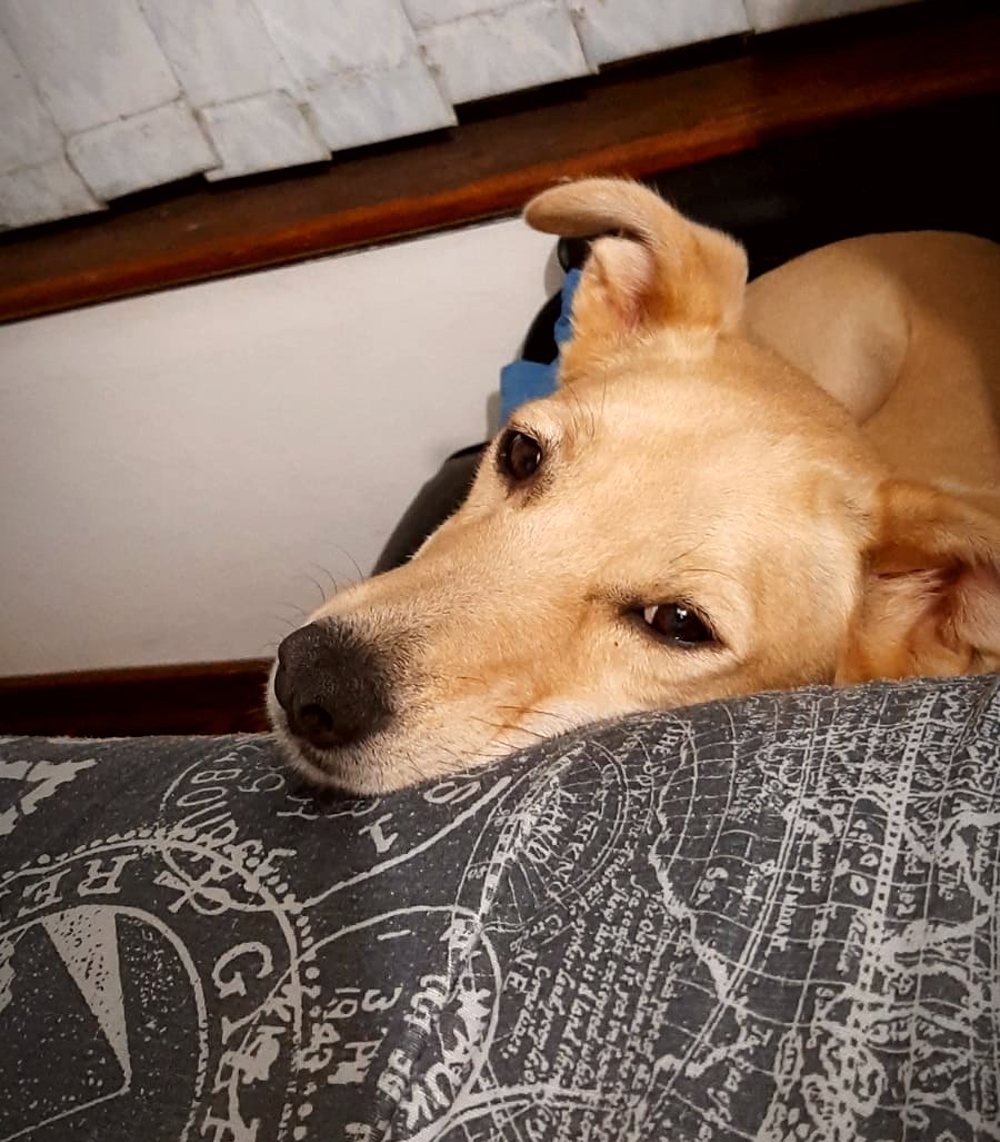 Legendarypod1's tweet photo. Missed my puppers yesterday but at least I saw them over video call. Do you have your own dogs or spend time with any? Post them below so I can say hi!
Also, if you want to help Scottish pets, consider donating to @ScottishSPCA via https://t.co/4HzS9G147I for #StepforPets ♥️🦮 https://t.co/jdaIhjD2Nx