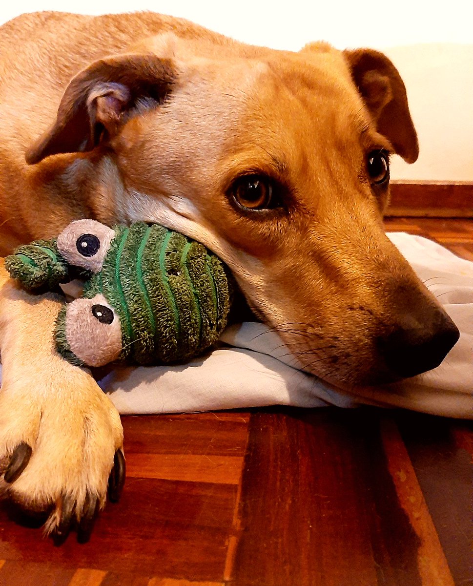 Legendarypod1's tweet photo. Missed my puppers yesterday but at least I saw them over video call. Do you have your own dogs or spend time with any? Post them below so I can say hi!
Also, if you want to help Scottish pets, consider donating to @ScottishSPCA via https://t.co/4HzS9G147I for #StepforPets ♥️🦮 https://t.co/jdaIhjD2Nx