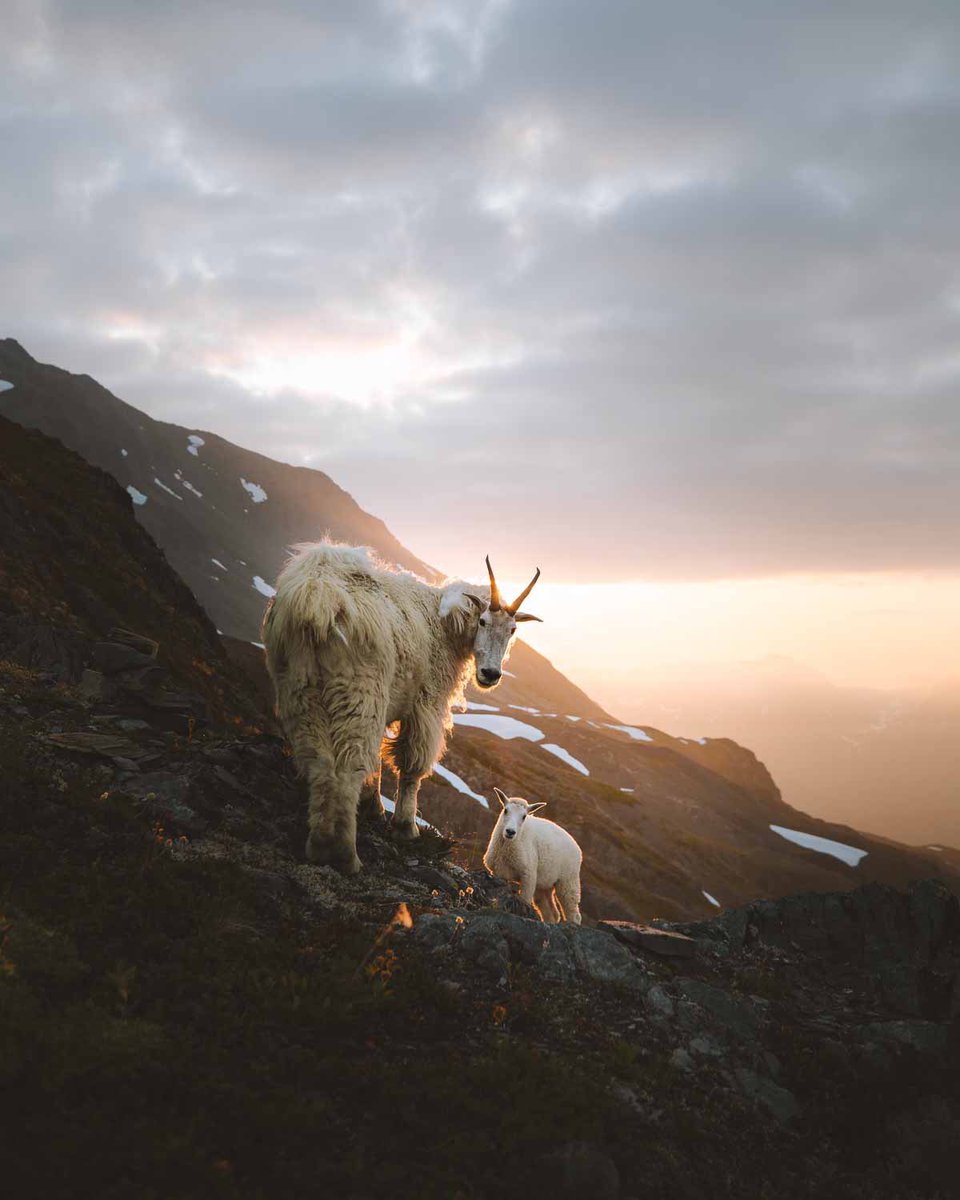 Gm from the Goat King