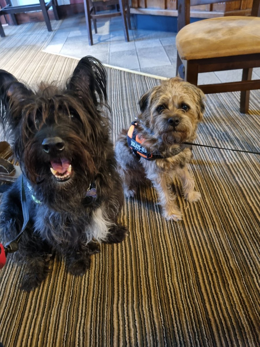 House_Carrot's tweet photo. 1st pub visit this year, we is seein all our fans #dogsoftwitter #borderPosse https://t.co/RKonD5zx5D