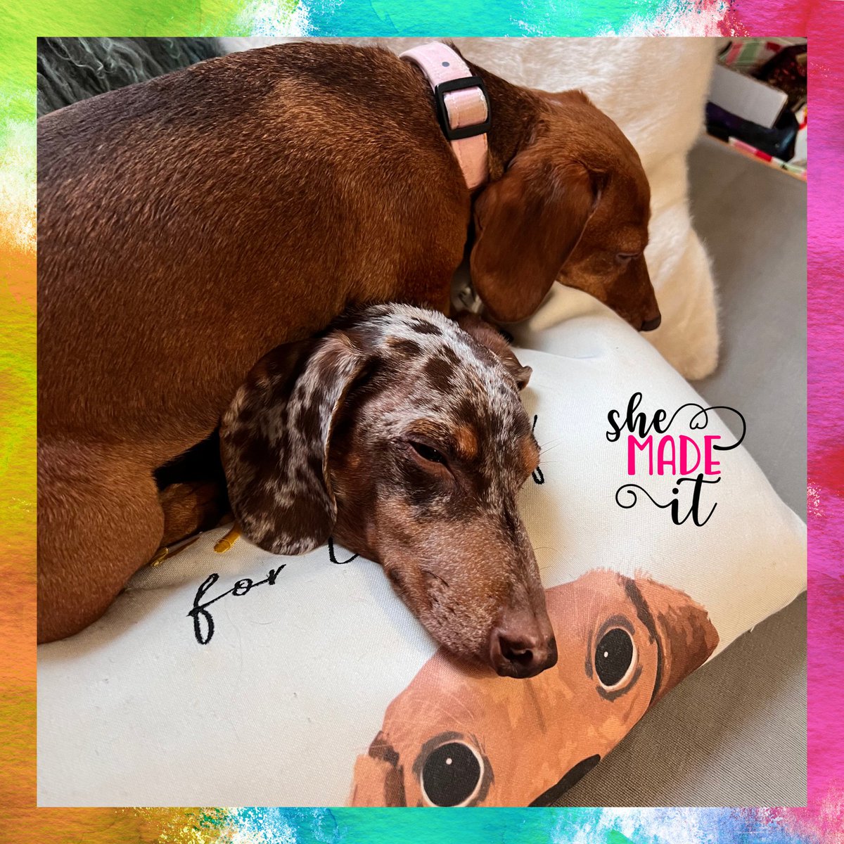 shemadeituk's tweet photo. Now everything has its place 🐾🥰 https://t.co/M09k2zbijG