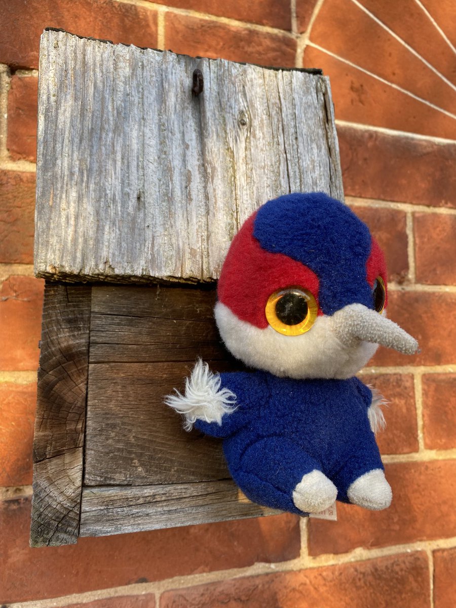 RosieDa18602422's tweet photo. Woody and Jasper loving the outdoors! ⁦@pals_penn⁩ #woodythewoodpecker https://t.co/WVMxzjxBeI