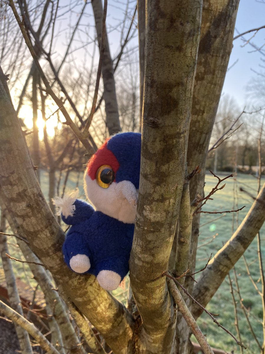 RosieDa18602422's tweet photo. Woody and Jasper loving the outdoors! ⁦@pals_penn⁩ #woodythewoodpecker https://t.co/WVMxzjxBeI