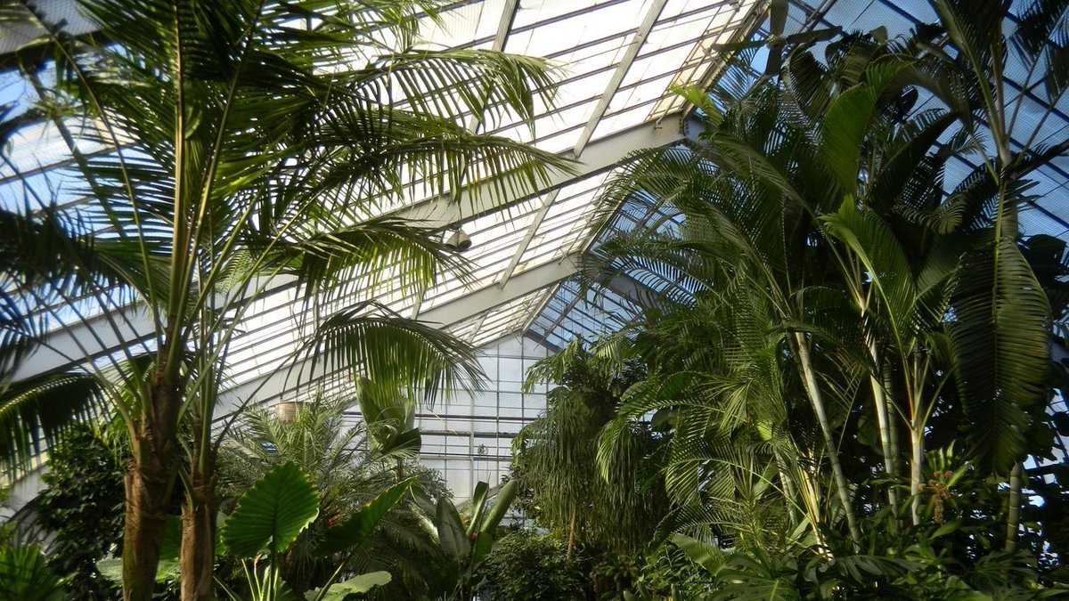 friendsTBcon's tweet photo. This Monday #GrabYourMask and escape to the tropics right here at home. #ThunderBay's Centennial Botanical Conservatory will reopen at 10am on January 31.
COVID-19 safety protocols apply.
Masks are mandatory.
#TBay #StaySafeStayHealthy https://t.co/rVzyi5F1ob