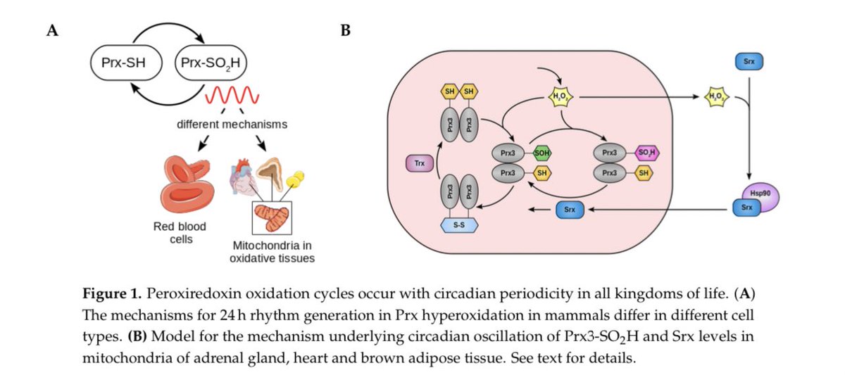 A Robust Model for Circadian Redox Oscillations  https://www.biorxiv.org/content/10.1101/590570v1.full.pdf