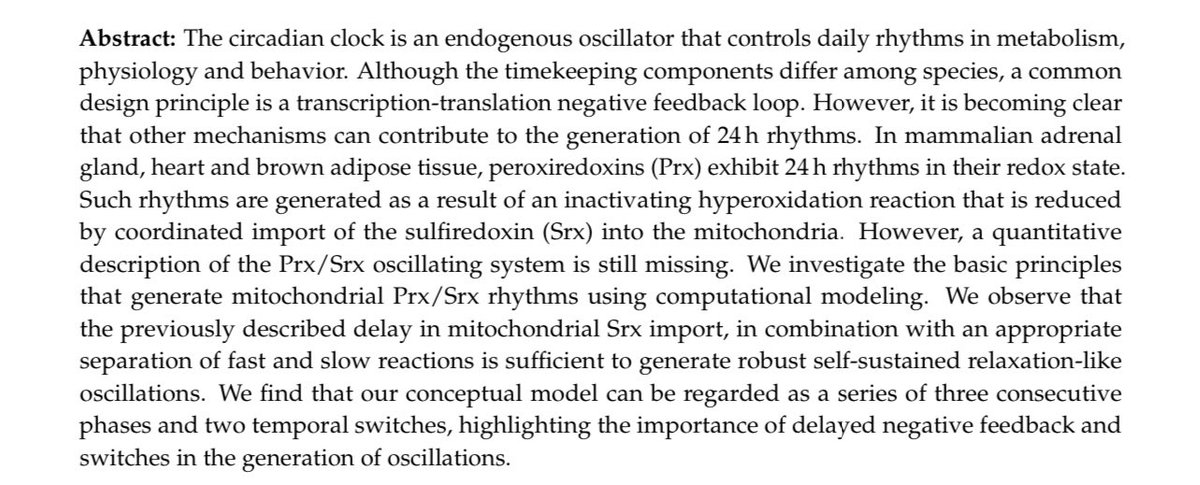 A Robust Model for Circadian Redox Oscillations  https://www.biorxiv.org/content/10.1101/590570v1.full.pdf