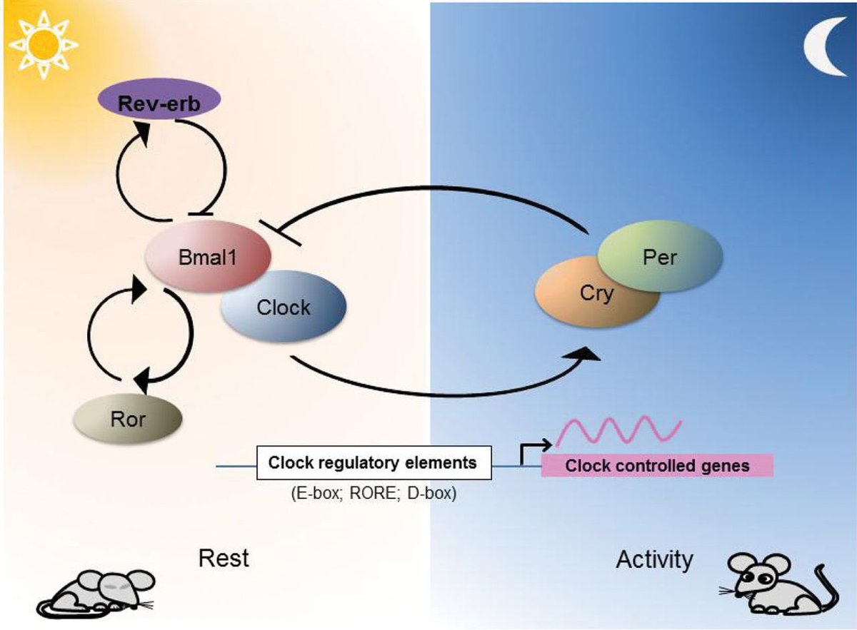 Running on time: the role of circadian clocks in the musculoskeletal system  https://portlandpress.com/biochemj/article/463/1/1/47935/Running-on-time-the-role-of-circadian-clocks-in