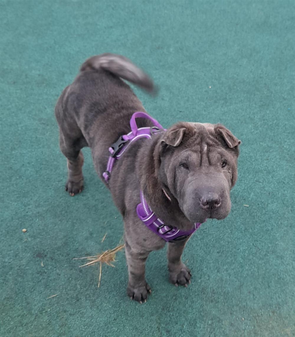 Please retweet to help Bella find a home #LANCASHIRE #ENGLAND 
Friendly #SharPei aged 4, she is good with children and other dogs. Please contact the shelter for more details or to apply👇
bleakholt.org
#dogs #Resuedogs #animals #pets #rescue #adopt