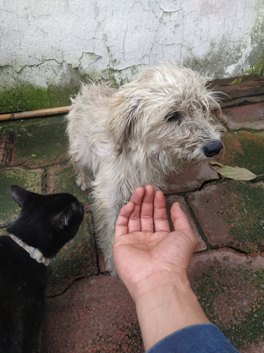 Vengo caminando desde El Inca con un chuchaqui horrible 🥴 y sin un centavo en el bolsillo💸. A mitad de La Carolina me encuentro con esto...

No lo puedo tener (tengo 3 perros y dos gatos), pero tampoco lo podía dejar solo 🥺. Por favor, ayúdenme a buscarle un hogar 🙌🏼♥️🐶