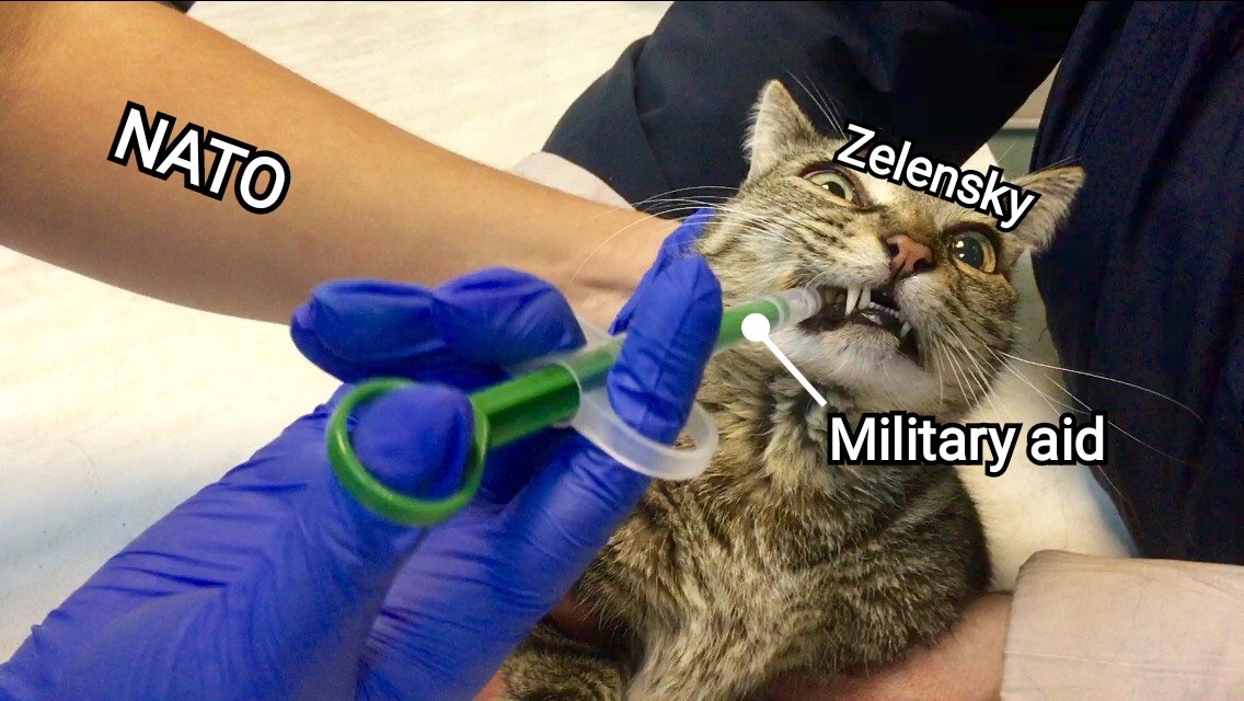 Кпк дать таблетки кошки. Рацион еды для котов кастратов. График питания для кошек. Пероральное введение препарата животным. Кпк дать таблетки кошки.