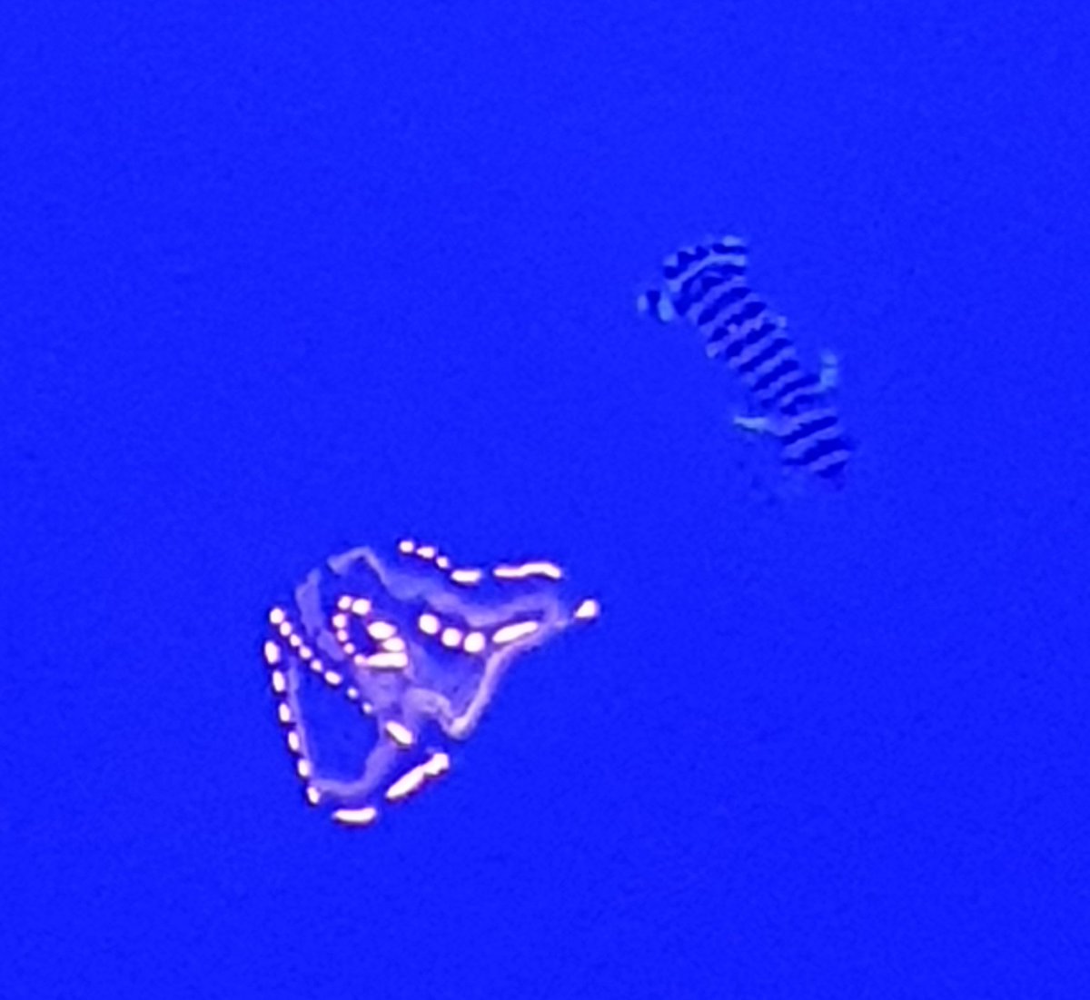 Anyone any idea what this fish(?) is that I saw in zanzibar? It was about 10cm long and swam/floated around near the surface of the water. Photo taken from above, while on a pier. Also no idea what the weird light reflection is as there were no lights anywhere 😕