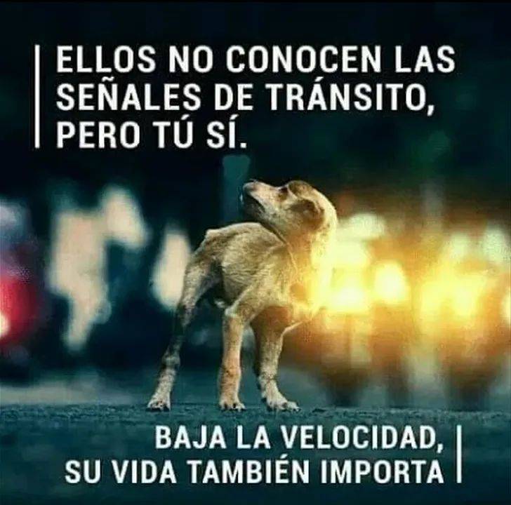 #DéjalosCruzar 🐾🐾🐾