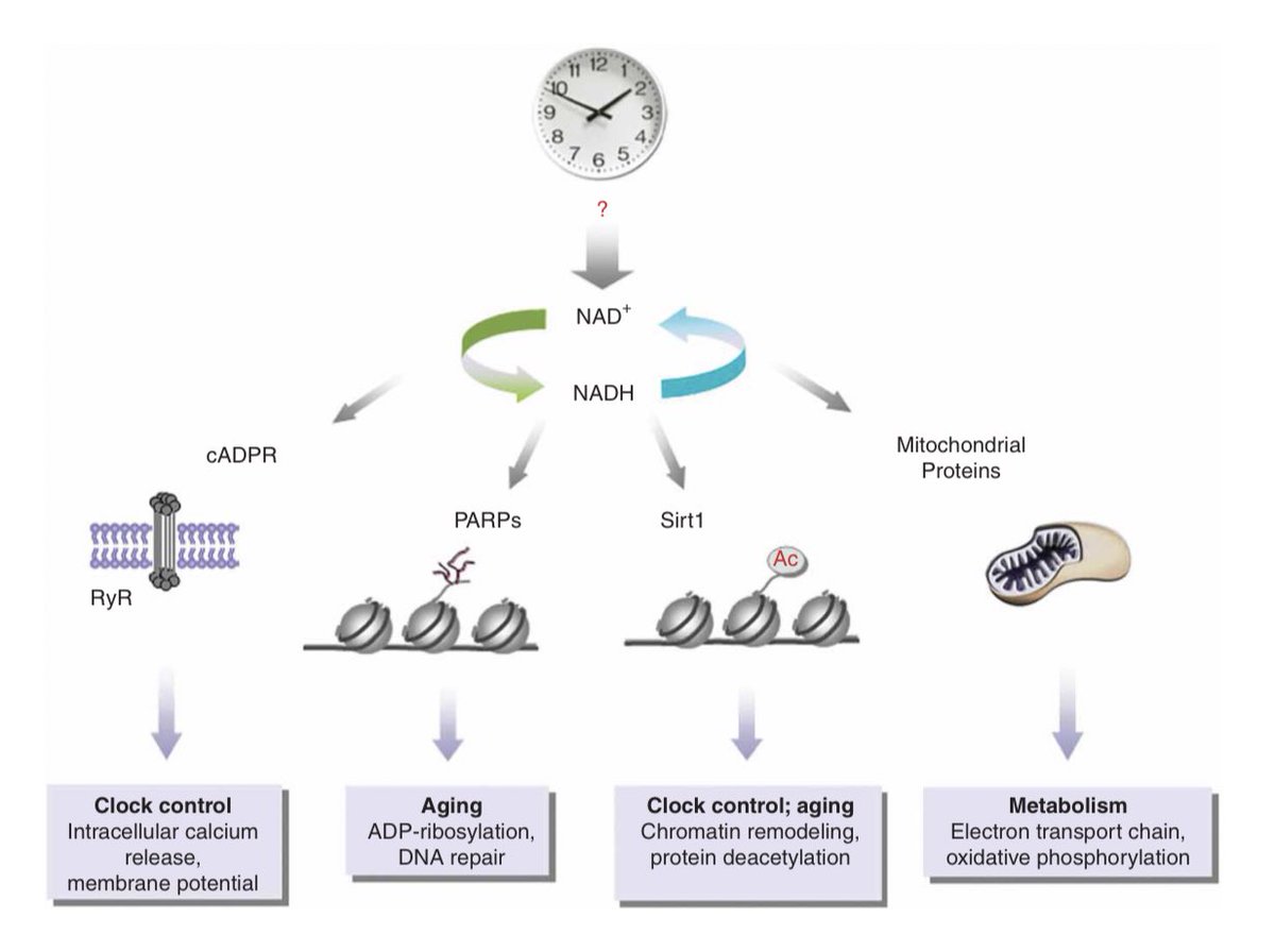 Metabolism control by the circadian clock and vice versa  https://www.nature.com/articles/nsmb.1595Full link to study:  https://moscow.sci-hub.se/1054/027e42738963031a07cdd7d7c1dc7e4f/eckel-mahan2009.pdfThe circadian control of NAD+ metabolism, implicated in longevity, many diseases, and even COVID, is rarely talked about.