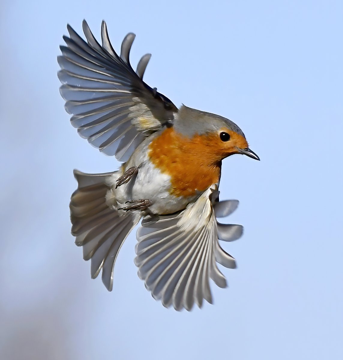 CarlBovisNature's tweet photo. Robin wings! 😍
 Took this photo today, one of my favourite ever Robin pics. 😀
 #BigGardenBirdWatch2022 #TwitterNatureCommunity 🐦 https://t.co/x1uX2JjL7b