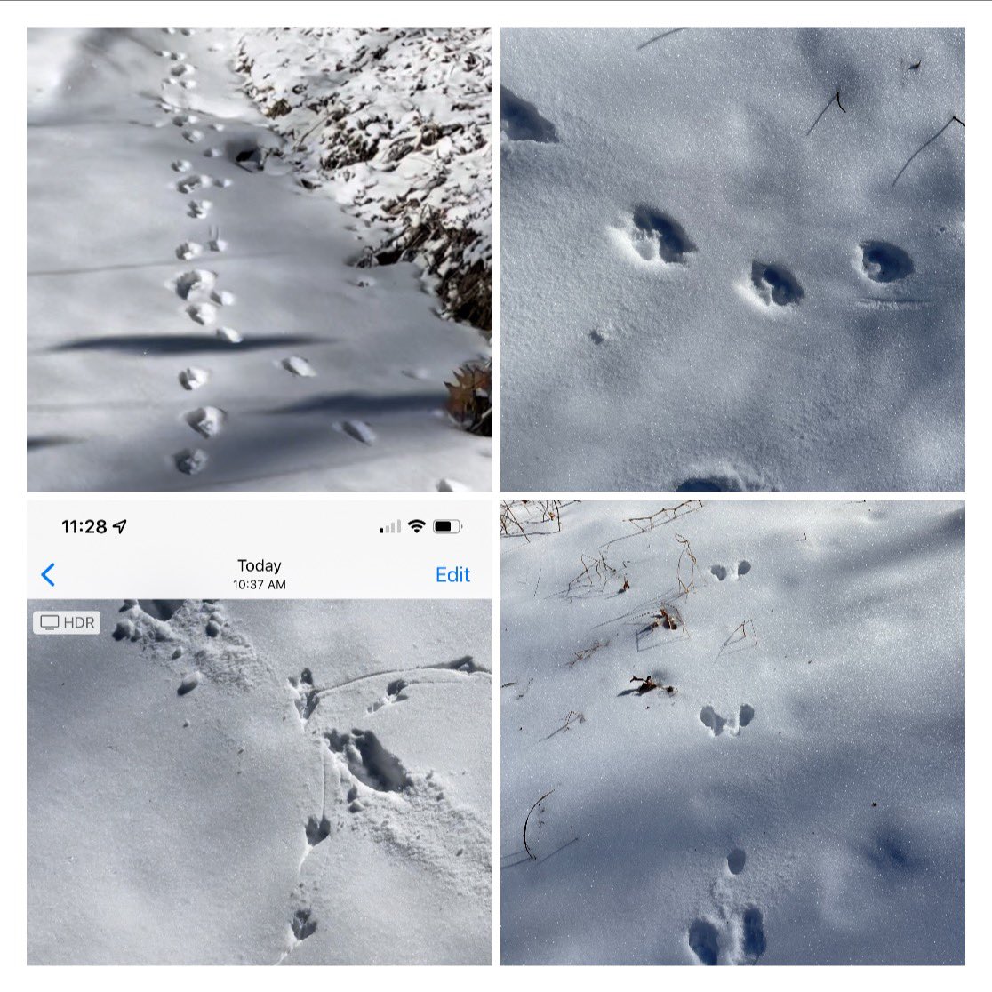 WildermuthDenah's tweet photo. Noticed many animal prints today😃wondering what they could be 🤔🦊🐿🦌🐇   ❤️ learning about animals https://t.co/vECIPwN61E