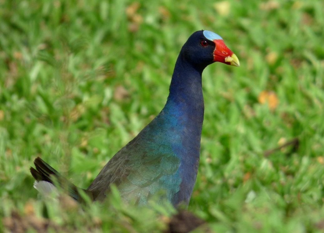 ¿Qué debes hacer si encuentras una Gallareta Púrpura en tu jardín? En esta temporada, usualmente enero–abril, estas aves llegan a los Andes y muchas arriban a jardines y parques urbanos. Si encuentras una, toma acciones dependiendo de la situación:
