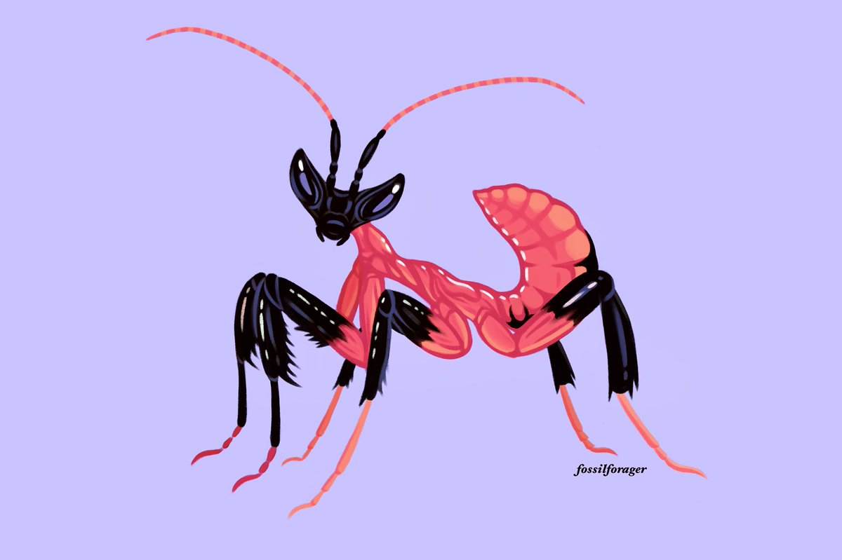 fossilforager's tweet photo. An orchid mantis baby! ✨ https://t.co/fV1DUMPXoa