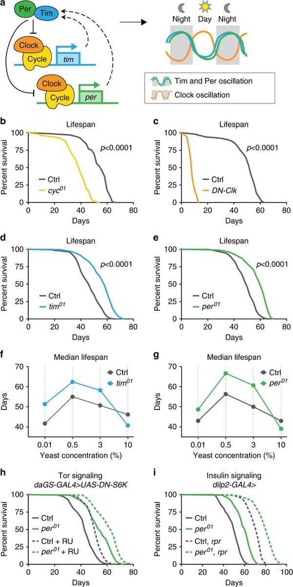 Circadian regulation of mitochondrial uncoupling and lifespan  https://www.nature.com/articles/s41467-020-15617-xExtends the lifespan in flies.