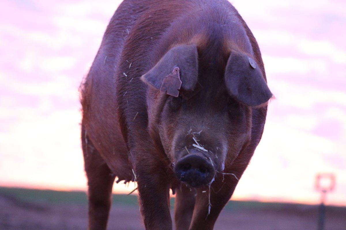 Our own breed the Suffolk Red