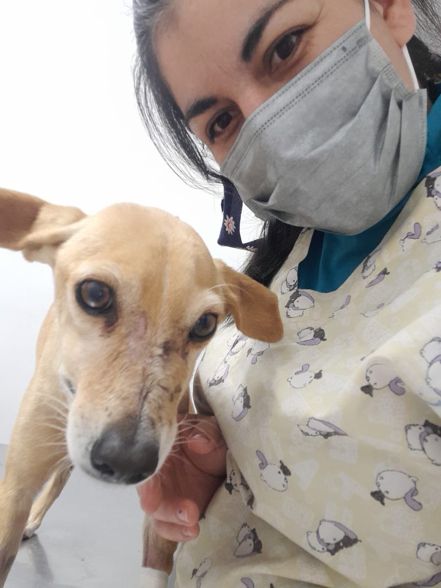 gllgina1's tweet photo. Juanito el día de su rescate.. Juanito hoy 🙌🏻🐶🐾❤️ https://t.co/6ozubfqTMI