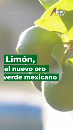 MVSNoticias's tweet photo. #enmipais #semanadenoticias #mvsnoticias #limon https://t.co/pHK30PT5Eq https://t.co/EArvoiCKwc