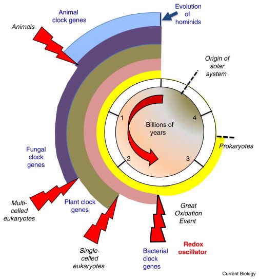 Circadian Biology: A 2.5 Billion Year Old Clock  https://www.cell.com/current-biology/fulltext/S0960-9822(12)00668-9Circadian CLOCK genes are a couple billion year old mechanism in all living species.