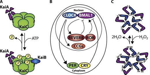The circadian coordination of cell biology  https://rupress.org/jcb/article/215/1/15/38747/The-circadian-coordination-of-cell-biologyThe