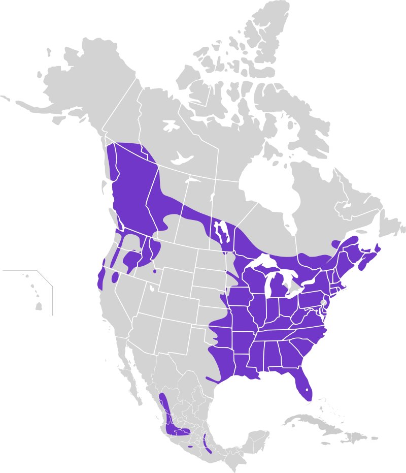 This is a map of the geographical distribution of Barred owls.  As you can see, they do not fuck with Philadelphia.  This is how owls came to be associated with wisdom.